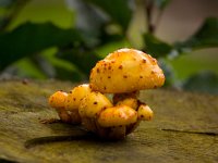 Pholiota alnicola