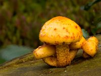 Elzenbundelzwam  Elzenbundelzwam : Pholiota alnicola