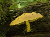 Pholiota flammans 2, Goudgele bundelzwam, Saxifraga-Willem van Kruijsbergen