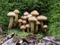 Pholiota squarrosa, Shaggy pholiota