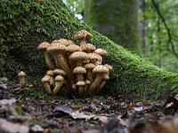 Pholiota squarrosa 11, Schubbige bundelzwam, Saxifraga-Luuk Vermeer