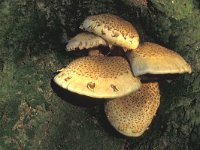 Pholiota squarrosa 3, Schubbige bundelzwam, Saxifraga-Jan de Laat