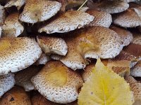 Pholiota squarrosa 5, Schubbige bundelzwam, Saxifraga-Roel Meijer  Shaggy Scalycap mushrooms (Pholiota squarrosa) : autumn, autumnal, fall, fungi, fungus, leaf, many, mushroom, mushrooms, natural, nature, Pholiota squarrosa, Scaly Pholiota, Shaggy Pholiota, shaggy Scalycap