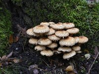 Pholiota squarrosa 9, Schubbige bundelzwam, Saxifraga-Luuk Vermeer