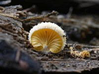 Phyllotopsis nidulans 6, Oranje oesterzwam, Saxifraga-Luuk Vermeer