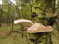 Piptoporus betulinus 10, Berkenzwam, Saxifraga-Luuk Vermeer