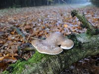 Piptoporus betulinus 11, Berkenzwam, Saxifraga-Luuk Vermeer