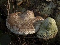 Piptoporus betulinus 13, Berkenzwam, Saxifraga-Willem van Kruijsbergen