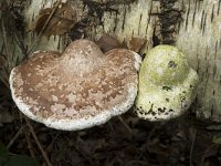 Piptoporus betulinus 14, Berkenzwam, Saxifraga-Willem van Kruijsbergen