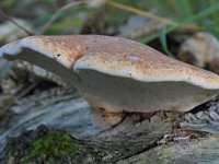 Piptoporus betulinus 15, Berkenzwam, Saxifraga-Tom Heijnen