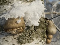 Piptoporus betulinus 3, Berkenzwam, Saxifraga-Jan van der Straaten