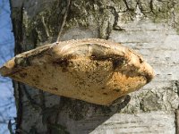 Piptoporus betulinus 4, Berkenzwam, Saxifraga-Jan van der Straaten