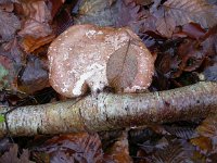 Piptoporus betulinus 5, Berkenzwam, Saxifraga-Peter Meininger