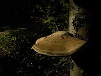 Piptoporus betulinus 7, Berkenzwam, Saxifraga-Jan van der Straaten