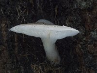 Pleurotus dryinus 2, Schubbige oesterzwam, Saxifraga-Willem van Kruijsbergen