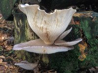 Pleurotus ostreatus 2, Gewone oesterzwam, Saxifraga-Jan de Laat