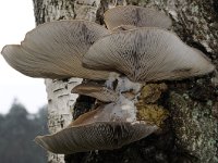 Pleurotus ostreatus 6, Gewone oesterzwam, Saxifraga-Luuk Vermeer