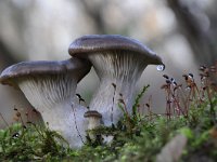 Pleurotus ostreatus 8, Gewone oesterzwam, Saxifraga-Luuk Vermeer