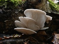 Pleurotus pulmonarius 2, Bleke oesterzwam, Saxifraga-Luuk Vermeer