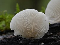 Pleurotus pulmonarius 5, Bleke oesterzwam, Saxifraga-Luuk Vermeer