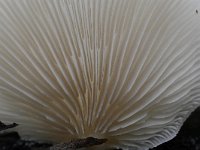 Pleurotus pulmonarius 6, Bleke oesterzwam, Saxifraga-Luuk Vermeer