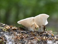 Pleurotus pulmonarius 7, Bleke oesterzwam, Saxifraga-Luuk Vermeer