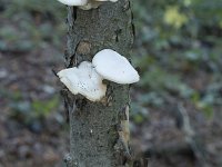 Pleurotus pulmonarius 8, Bleke oesterzwam, Saxifraga-Willem van Kruijsbergen