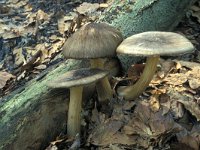 Pluteus cervinus 2, Gewone hertenzwam, Saxifraga-Jan de Laat