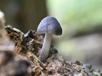 Pluteus cervinus 7, Gewone hertenzwam, Saxifraga-Luuk Vermeer