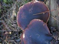 Polyporus badius 2, Peksteel, Saxifraga-Rutger Barendse