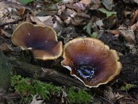 Polyporus badius 5, Peksteel, Saxifraga-Luuk Vermeer