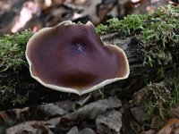 Polyporus badius 6, Peksteel, Saxifraga-Luuk Vermeer