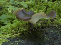 Polyporus badius 9, Peksteel, Saxifraga-Willem van Kruijsbergen