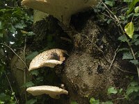 Polyporus squamosus 7, Zadelzwam, Saxifraga-Willem van Kruijsbergen