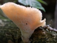 Polyporus tuberaster 10, Franjeporiezwam, Saxifraga-Tom Heijnen