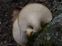 Polyporus tuberaster 3, Franjeporiezwam, Saxifraga-Luuk Vermeer