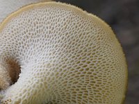 Polyporus tuberaster 5, Franjeporiezwam, Saxifraga-Luuk Vermeer