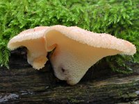 Polyporus tuberaster 9, Franjeporiezwam, Saxifraga-Tom Heijnen