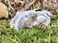 Postia caesia 4, Blauwe kaaszwam, Saxifraga-Luuk Vermeer