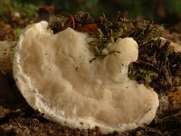 Postia tephroleuca 2, Asgrauwe kaaszwam, Saxifraga-Marijke Verhagen