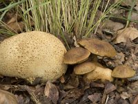 Pseudoboletus parasiticus 7, Kostgangerboleet, Saxifraga-Willem van Kruijsbergen