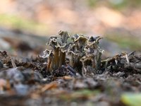 Pseudocraterellus undulatus 10, Kleine trompetzwam, Saxifraga-Luuk Vermeer