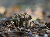 Pseudocraterellus undulatus 12, Kleine trompetzwam, Saxifraga-Luuk Vermeer