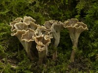 Pseudocraterellus undulatus 13, Kleine trompetzwam, Saxifraga-Willem van Kruijsbergen