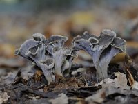 Pseudocraterellus undulatus 2, Kleine trompetzwam, Saxifraga-Luuk Vermeer