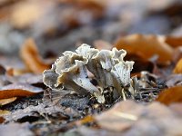 Pseudocraterellus undulatus 5, Kleine trompetzwam, Saxifraga-Luuk Vermeer