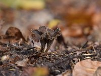 Pseudocraterellus undulatus 9, Kleine trompetzwam, Saxifraga-Luuk Vermeer