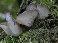 Pseudohydnum gelatinosum 6, Stekeltrilzwam, Saxifraga-Luuk Vermeer