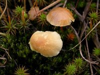 Psilocybe elongata 2, Bleke moeraszwavelkop, Saxifraga-Peter Meininger