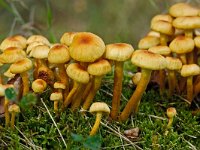 Psilocybe fascicularis 4, Gewone zwavelkop, Saxifraga-Ab H Baas